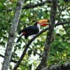 tucano-em-uma-arvore-do-eco-parque-jacaré-em-brotas